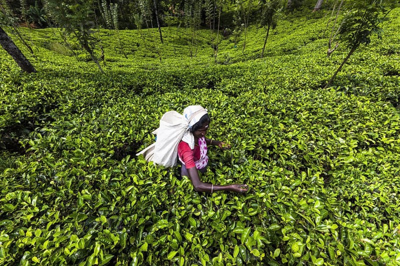 Tea picker