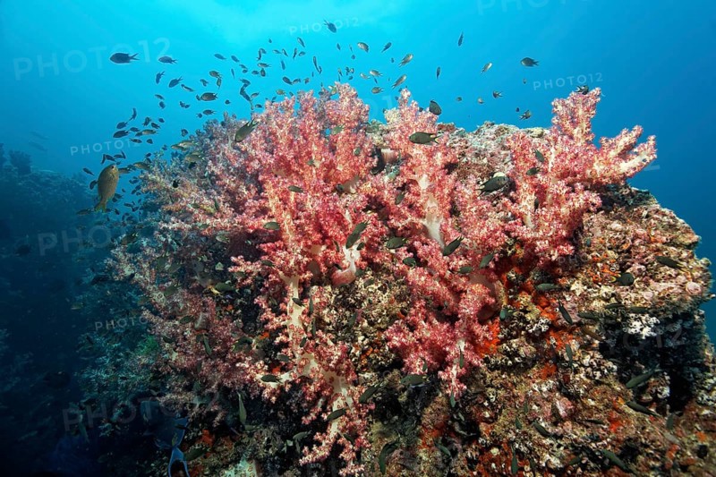 Carnation Corals (Dendronephthya klunzingeri) on a reef
