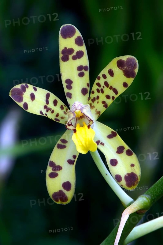 West African Ansellia or Leopard Orchid (Ansellia africana)