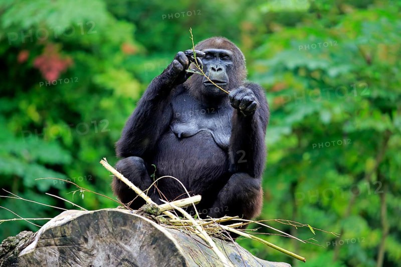 Western Lowland Gorilla (Gorilla gorilla gorilla)