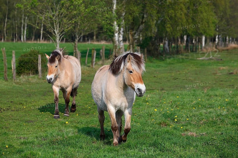 Norwegian Fjord horses