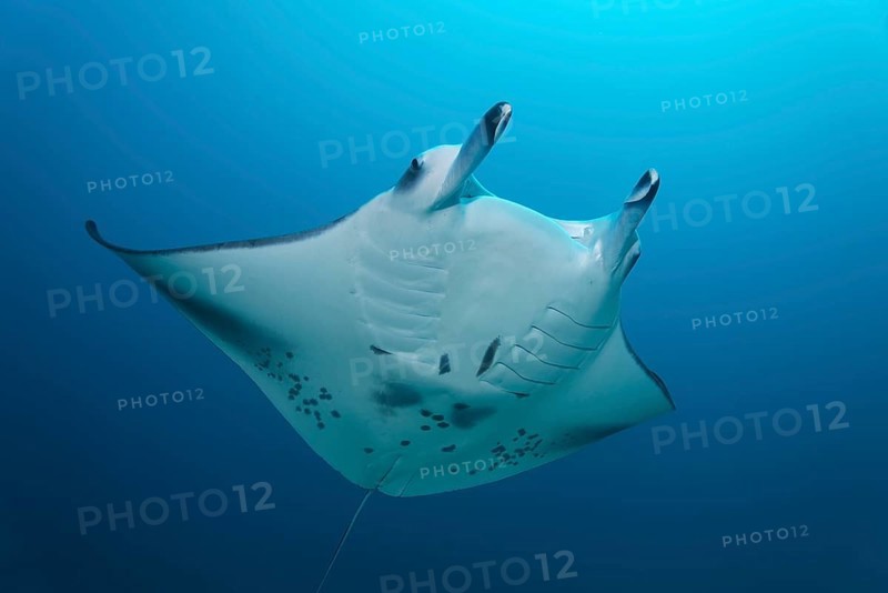 Giant Manta Ray (Manta birostris) in the open sea