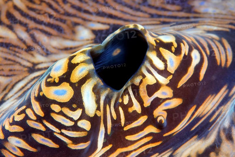 Blowhole of a Giant Clam (Tridacna gigas)