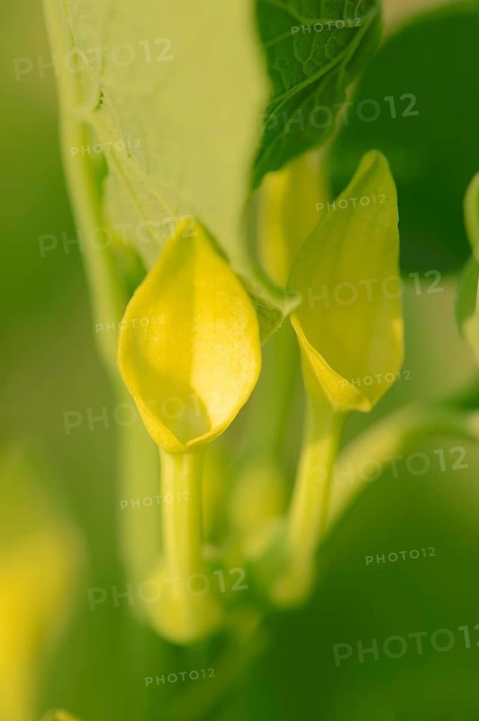 European Birthwort (Aristolochia clematitis)