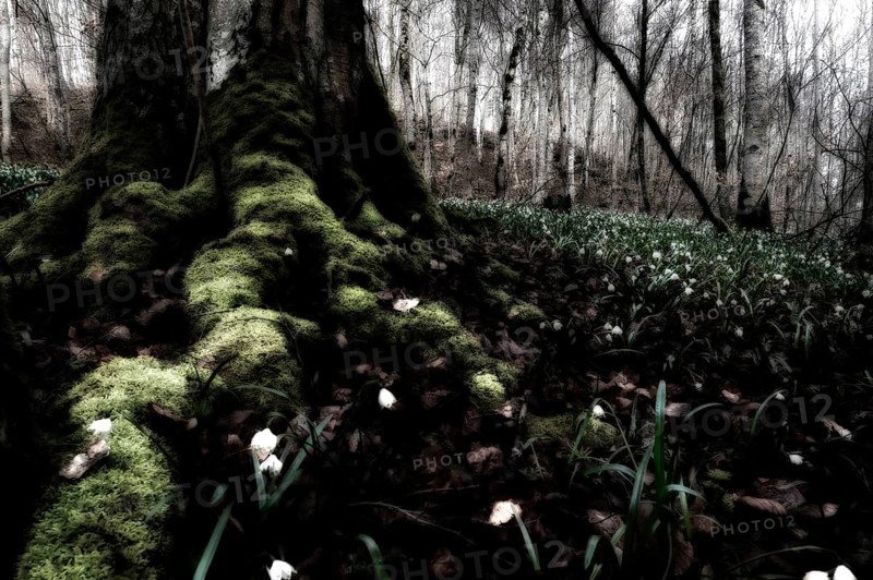 Spring Snowflakes (Leucojum vernum) in the forest