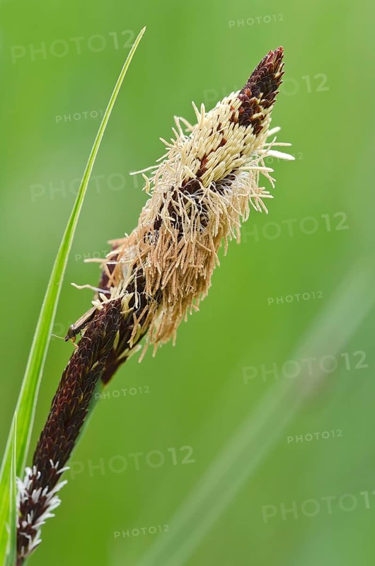 common sedge (Carex nigra)
