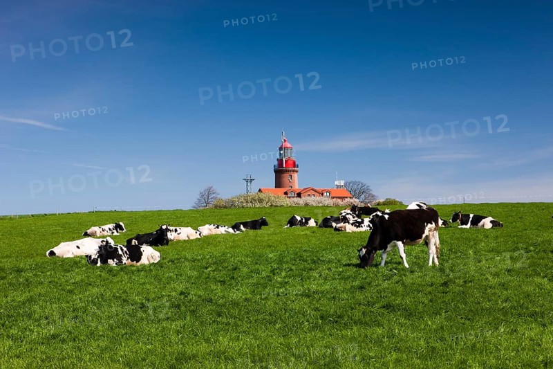 Cows grazing in front of the Bastorf lighthouse