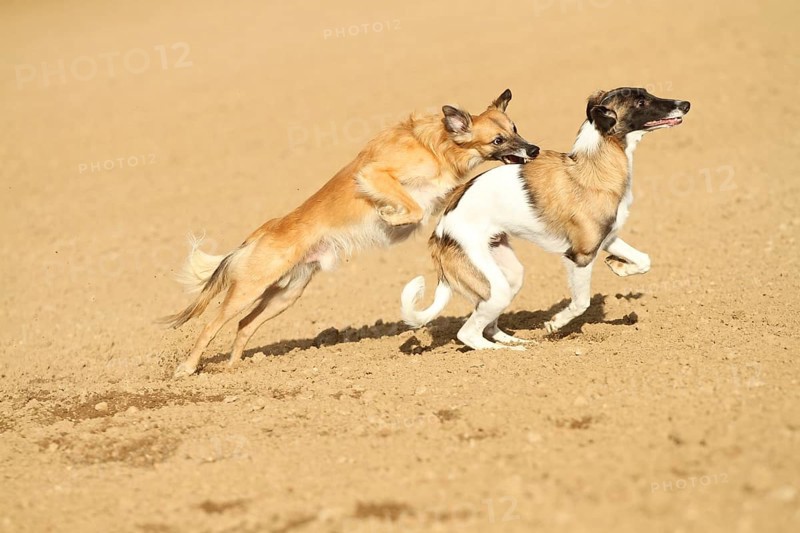 Silken Windsprite male dogs playing on a field
