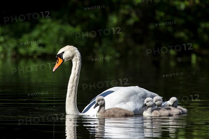 Mute Swan (Cygnus olor) with cygnets