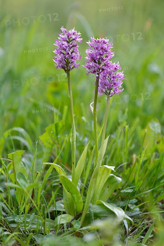 Military Orchid (Orchis militaris)