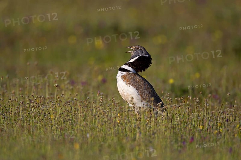 Little Bustard (Tetrax tetrax)