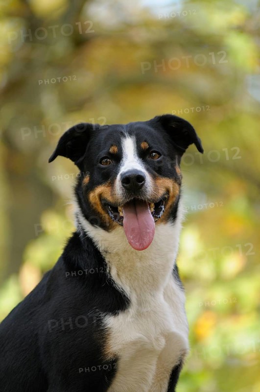 Appenzeller Sennenhund or Appenzell Mountain Dog