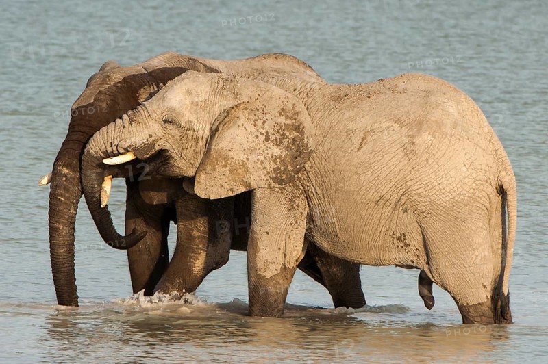 African elephants (Loxodonta africana) playfighting at the Namutoni water hole