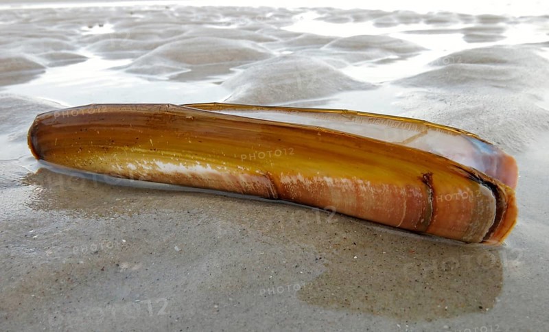 Shell of a Sword Razor Clam (Ensis ensis)