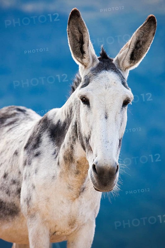 Andalusian giant donkey crossbreed