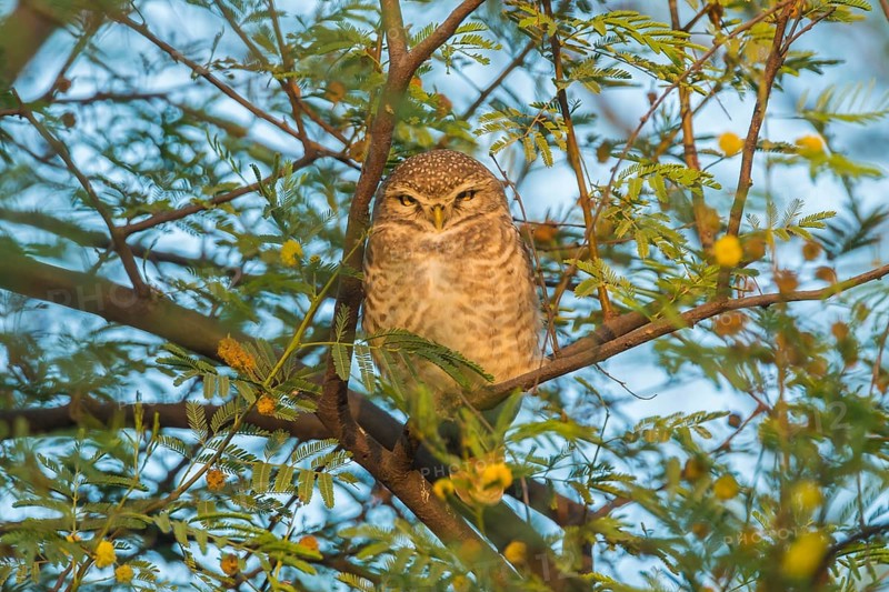 Spotted Owlet (Athene brama)