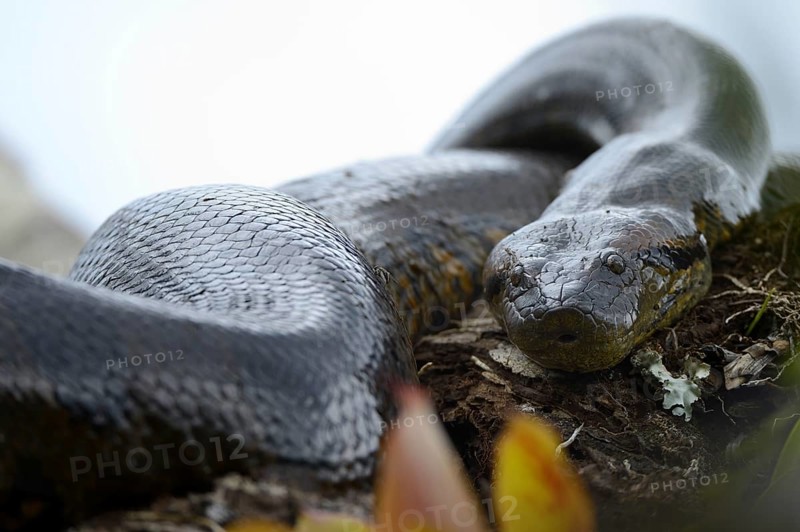 A large Anaconda or Green Anaconda (Eunectes murinus)