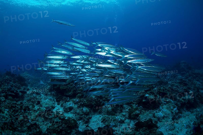 School of Sharpfin Barracuda or Heller's Barracuda (Sphyraena helleri)
