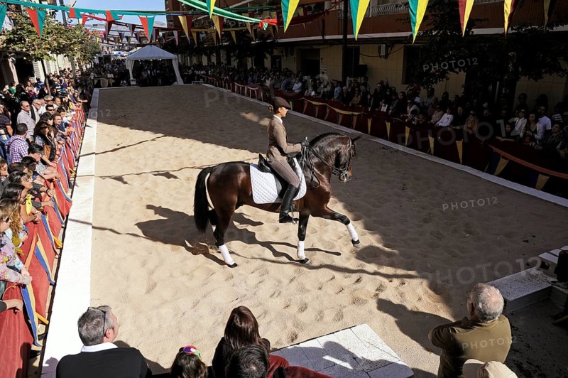 Female rider on Andalusian horse performs at the annual All Saints Market in Cocentaina