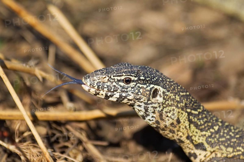 Nile Monitor (Varanus niloticus)