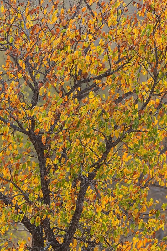 Mopane tree (Colophospermum mopane) in autumn colours