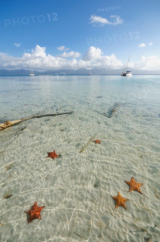 Starfish in the crystal clear water of the Cayos Los Grullos island