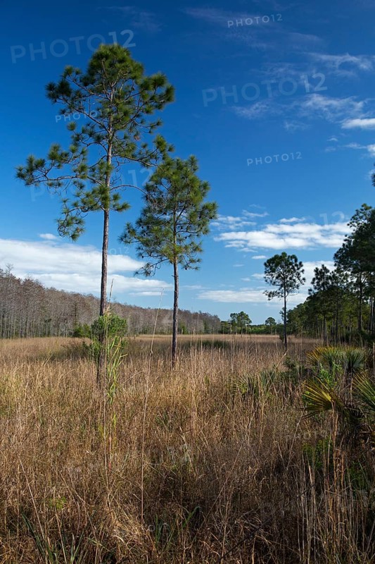 The wet prairie area of the National Audubon Society's Corkscrew Swamp Sanctuary