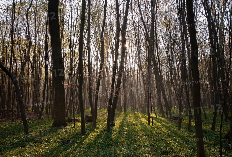 Morning atmosphere in a beech conservation area with wild garlic as ground cover