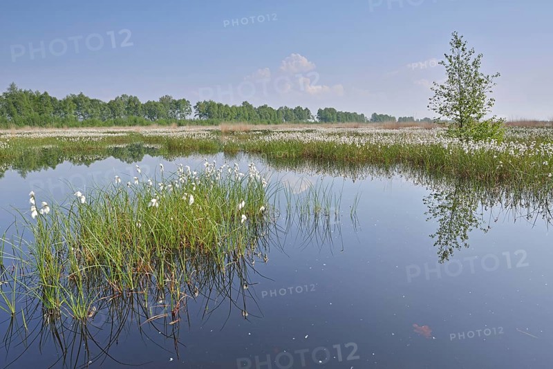 Tall Cottongrass or Common Cottongrass (Eriophorum angustifolium)