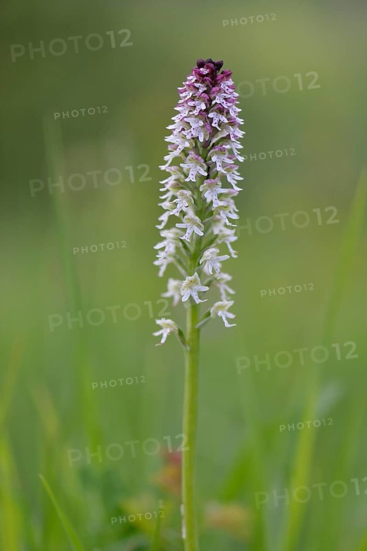 Burnt-tip Orchid (Orchis ustulata syn Neotinea ustulata)