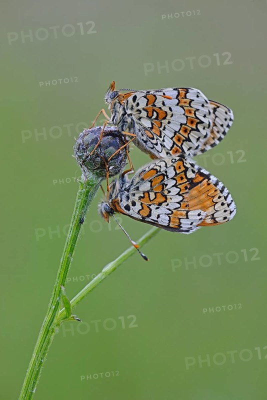 Spotted Fritillary or Red-band Fritillary (Melitaea didyma)