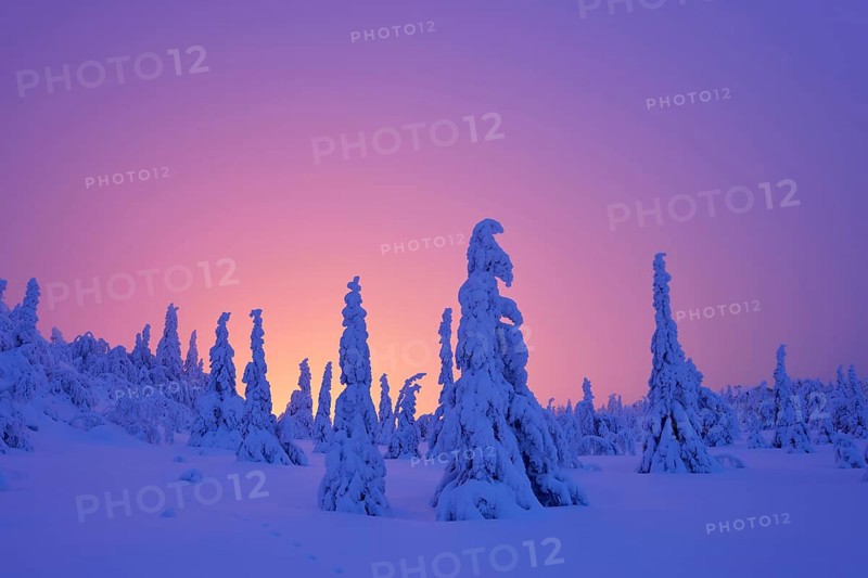 Trees in a snow-covered winter landscape