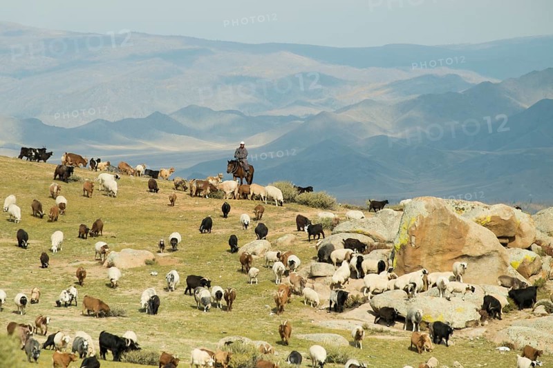 Nomad with a flock of sheep