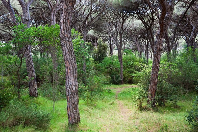 Pine forest near Castiglione della Pescaia