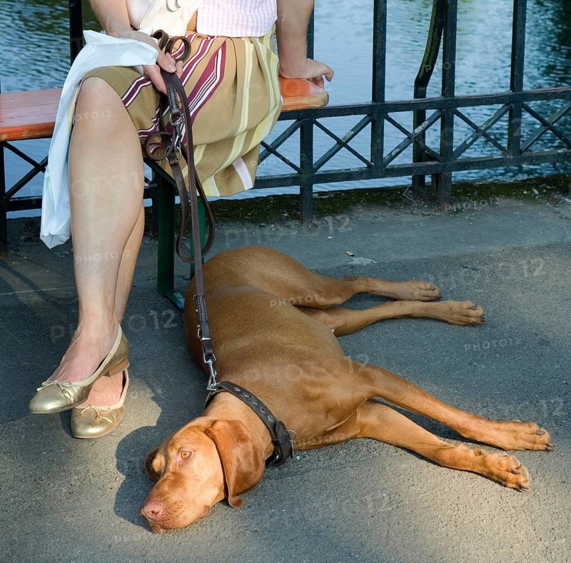 Magyar Vizsla