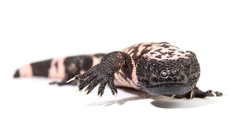 Gila Monster (Heloderma suspectum)