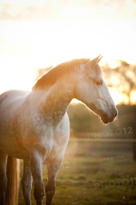 PRE gelding
