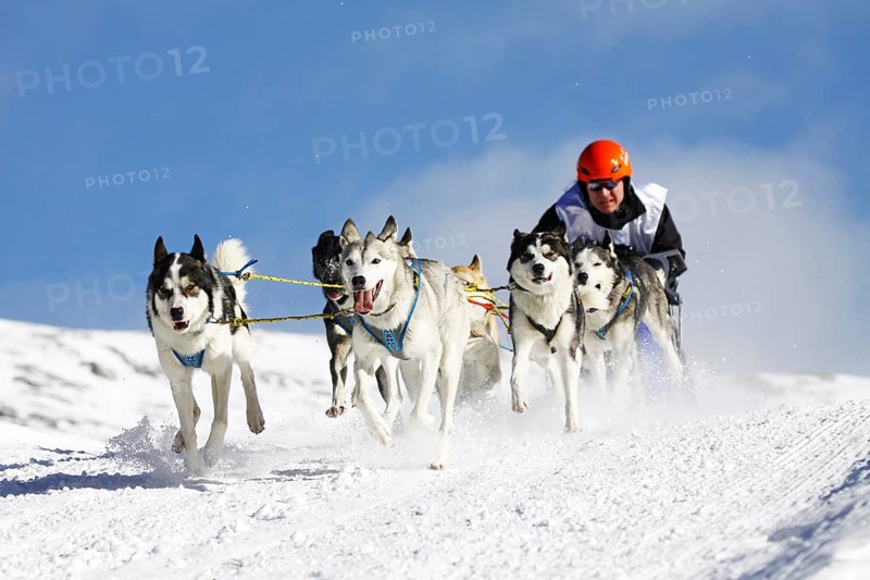 Alpine Trail Sled Dog Race 2012