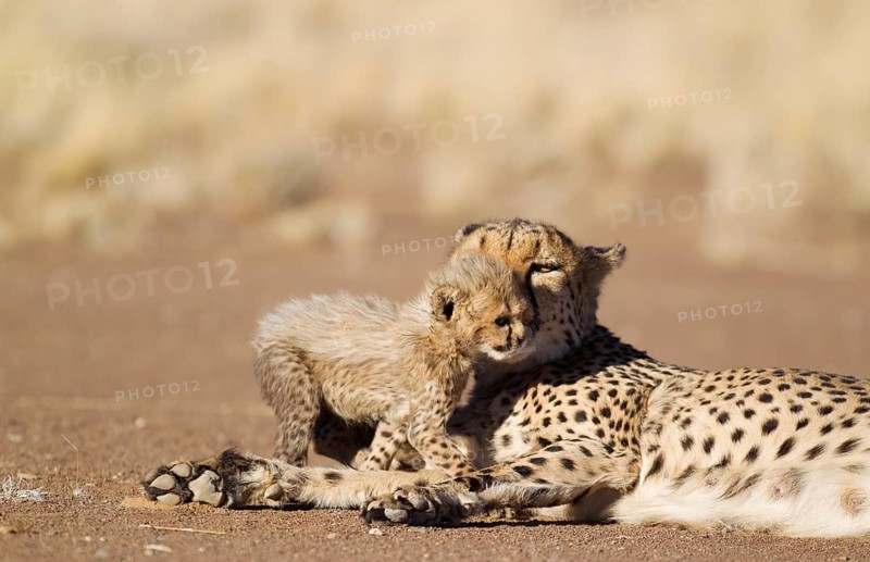 Cheetah (Acinonyx jubatus)