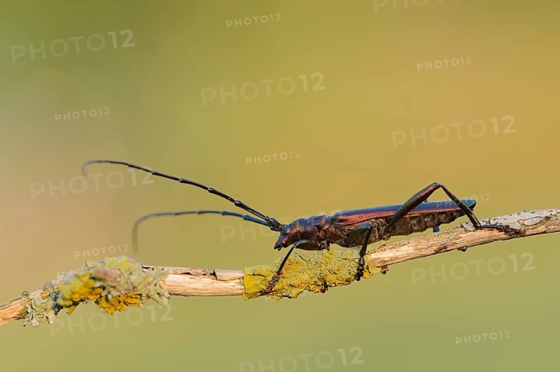 Musk Beetle (Aromia moschata)