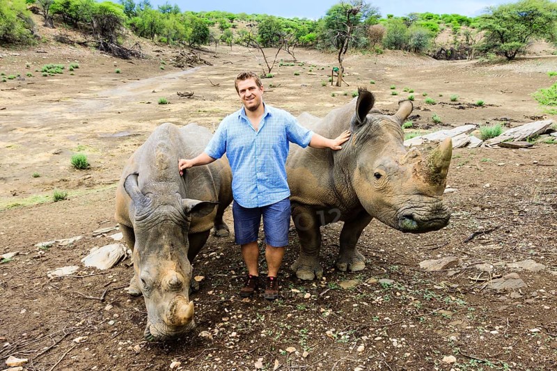 Young man standing between two White Rhinoceroses or Square-lipped Rhinoceroses (Ceratotherium simum)