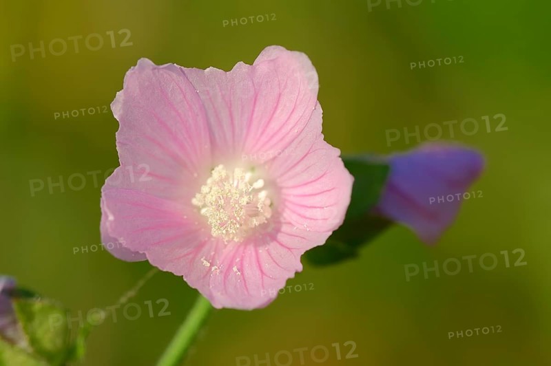 Vervain Mallow (Malva alcea)