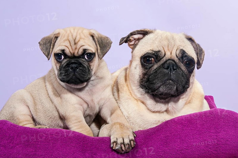 Two Pugs