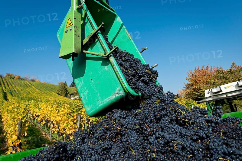 Harvested grapes are collected on tractor trailers