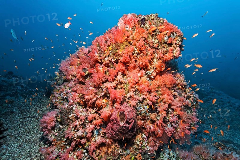 Coral block covered with various red Soft Coral (Alcyonacea) and Sponges (Porifera)