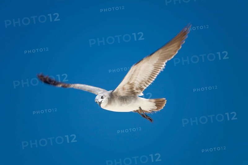 Seagull in flight