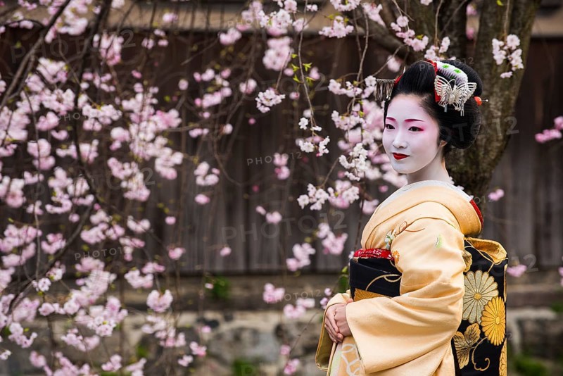 Geisha in front of a blossoming cherry tree in the Geisha quarter Gion