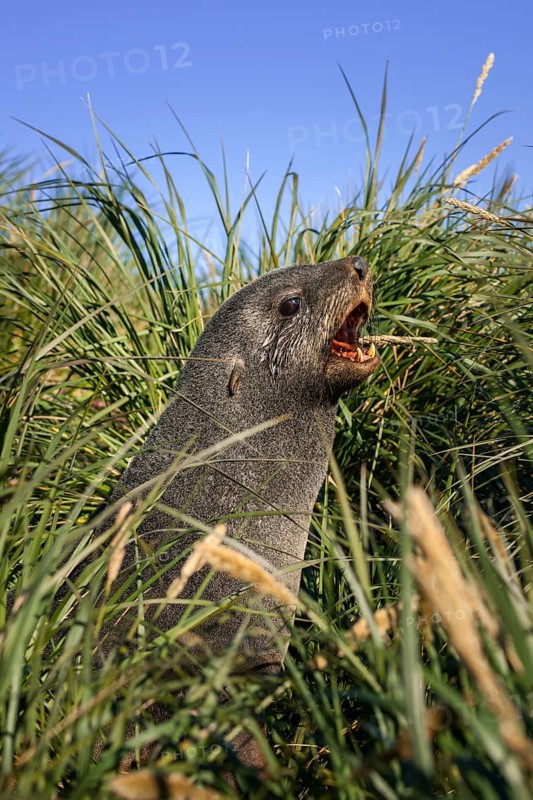Antarctic Fur Seal (Arctocephalus gazella) in high tussock grass
