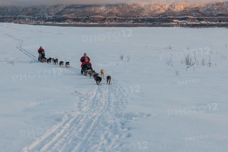 Dog-sledding in the snow