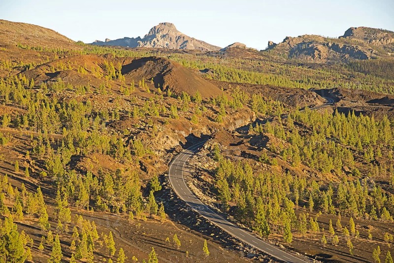 Canary Island Pine (Pinus canariensis) on a road in the Teide National Park